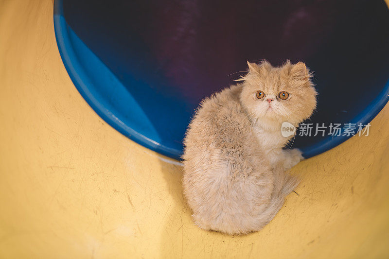 一只波斯小猫在儿童游乐场的隧道里好奇地四处张望