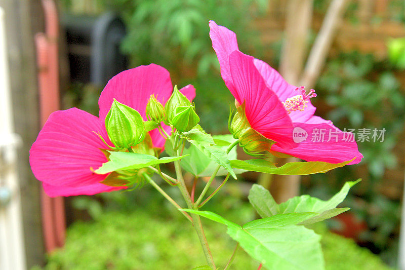 太极花