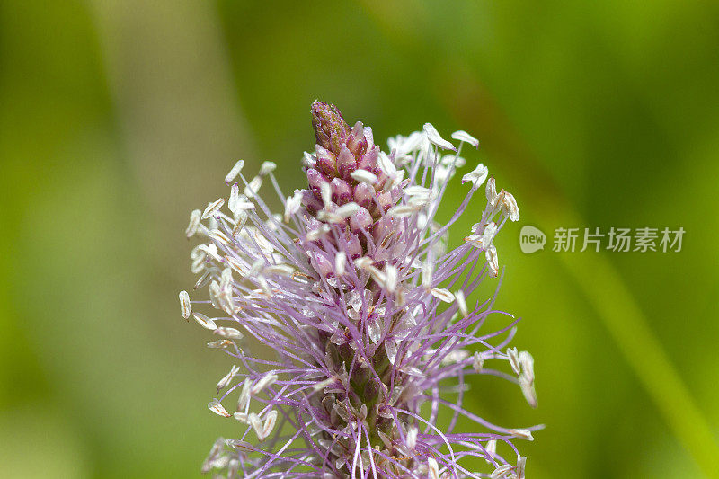 车前草花(车前草)