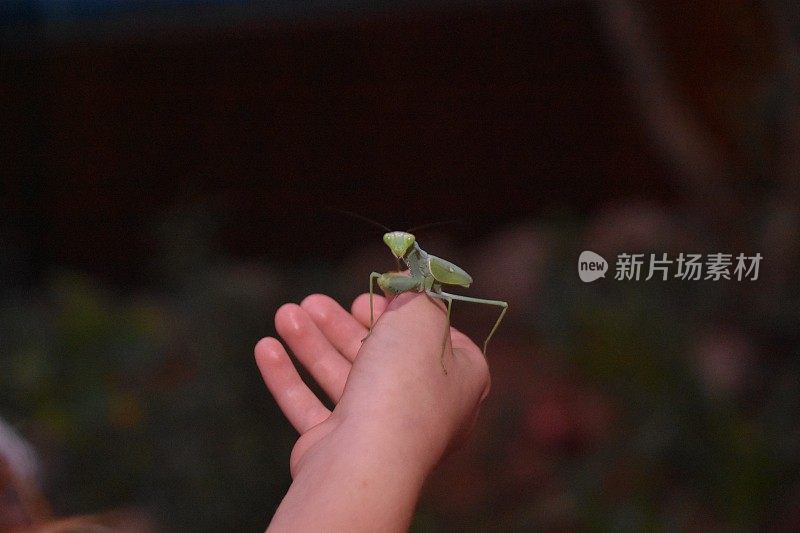 一个男孩正抱着一只蚱蜢