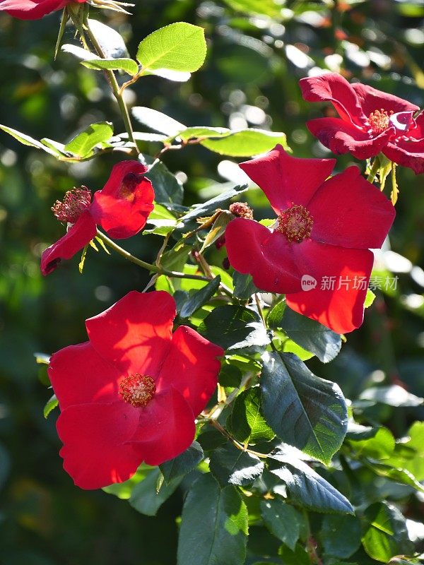 古老的围墙英国乡村别墅花园和分配与植物和鲜花