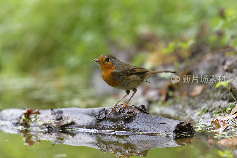 罗宾(红心rubecula)