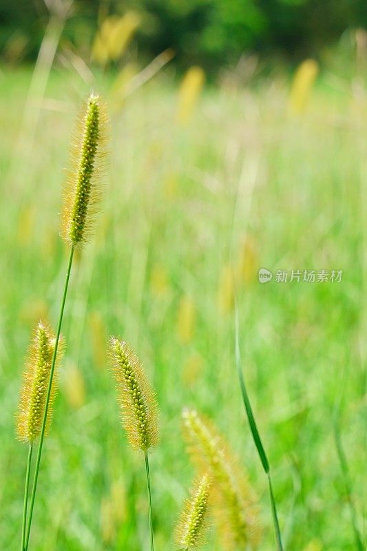 小花与田野