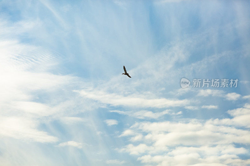 鸭子在天空中飞翔