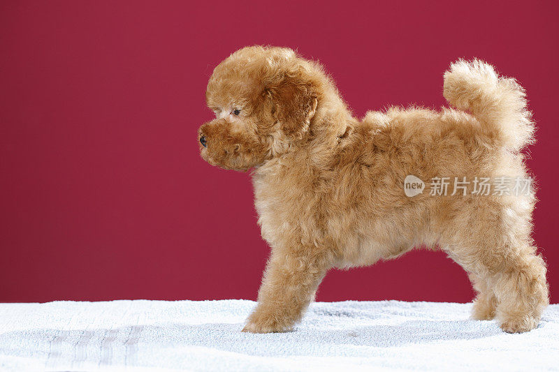 棕色玩具狮子狗在专门的狗美容沙龙