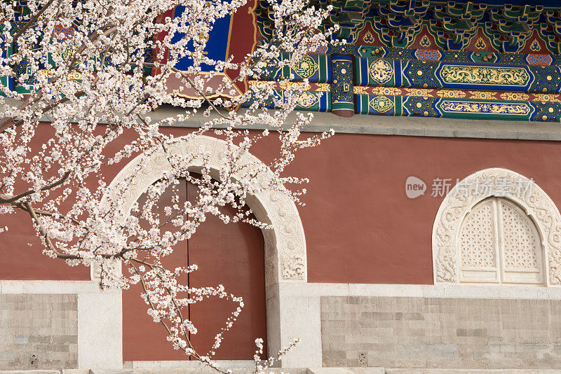 北京北海公园寺庙前盛开的樱桃树