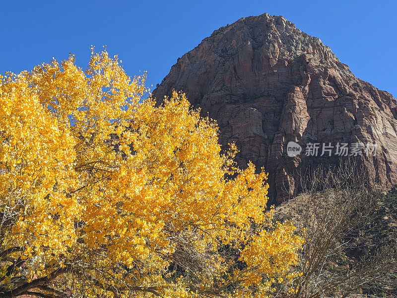 从人类历史博物馆可以看到秋天的锡安国家公园的桥山，以及沿着维珍河变成金色的棉白杨树