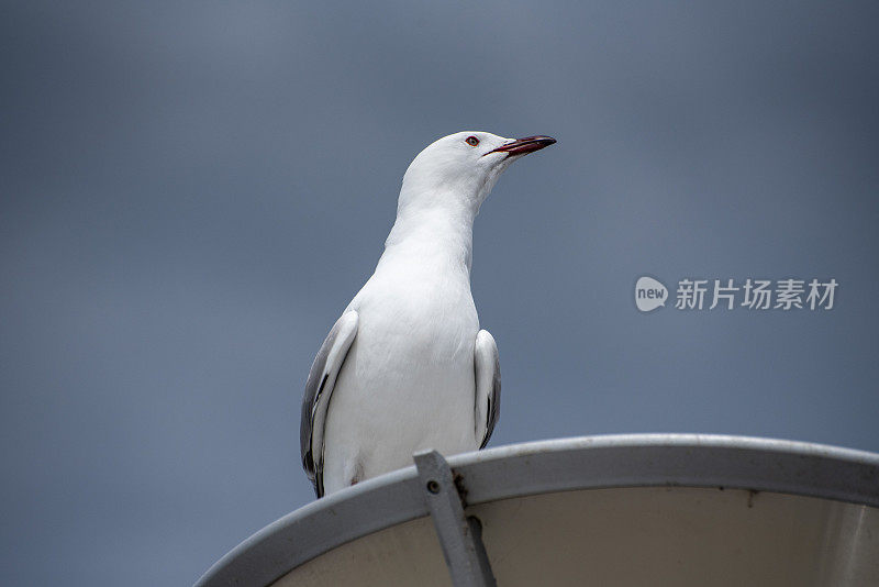 海鸥在达尼丁的一个灯柱上看着。新西兰