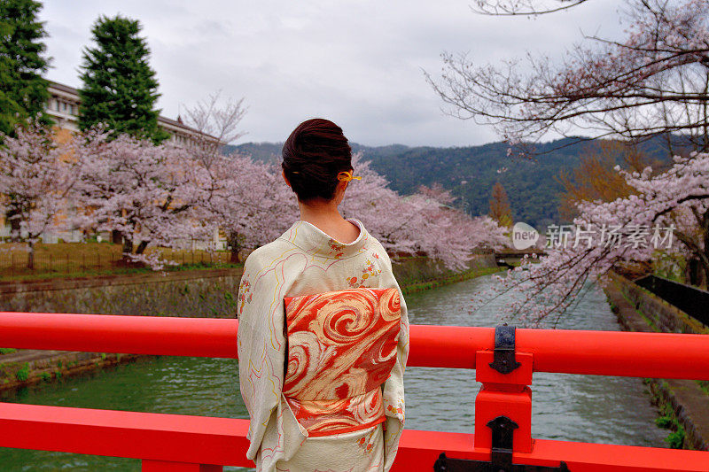 穿着和服的日本妇女在京都享受樱花盛开的季节