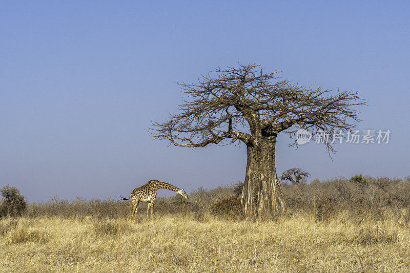 坦桑尼亚Ruaha国家公园蓝天下的长颈鹿和猴面包树