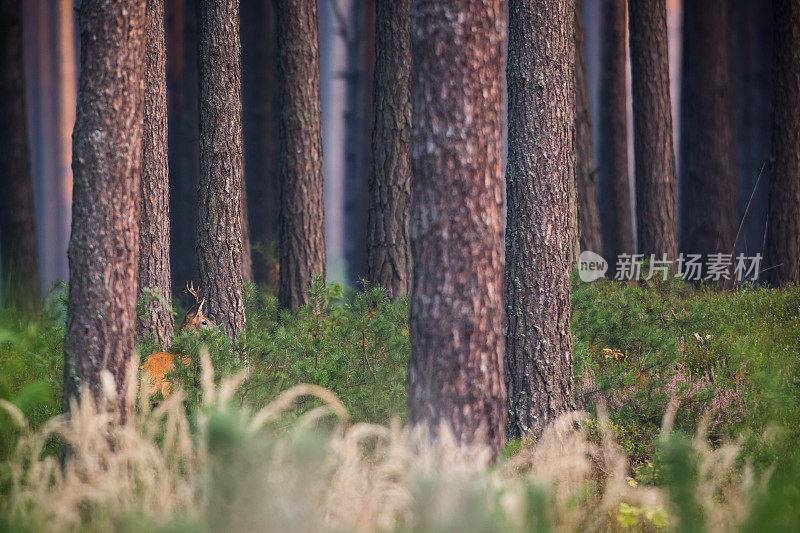 罗鹿（卡普雷奥卢斯卡普雷奥卢斯）