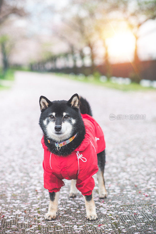 日本大阪的日本柴犬