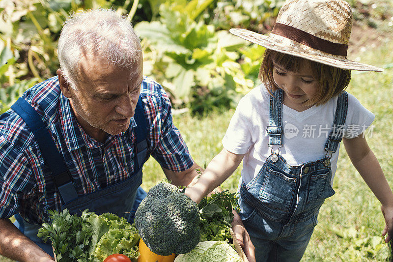 农夫和满满一箱有机蔬菜。爷爷和他的孙子在农场