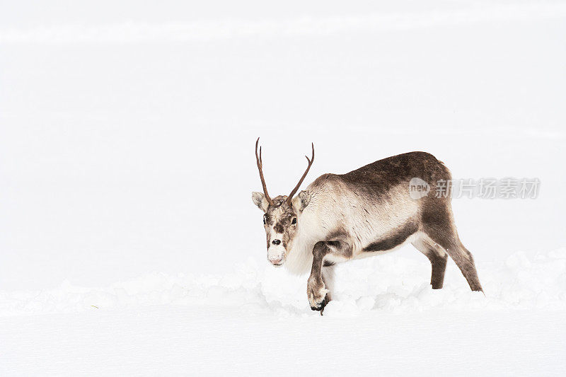 冬天，挪威北部的驯鹿在雪地里吃草