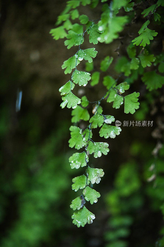 黑铁线蕨(铁线蕨)特写