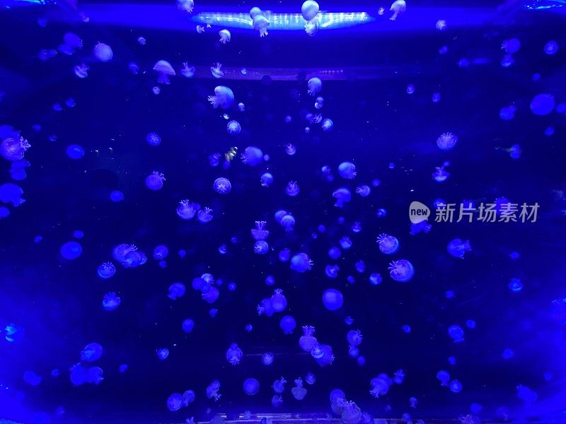 水族箱里一大群发光的小水母