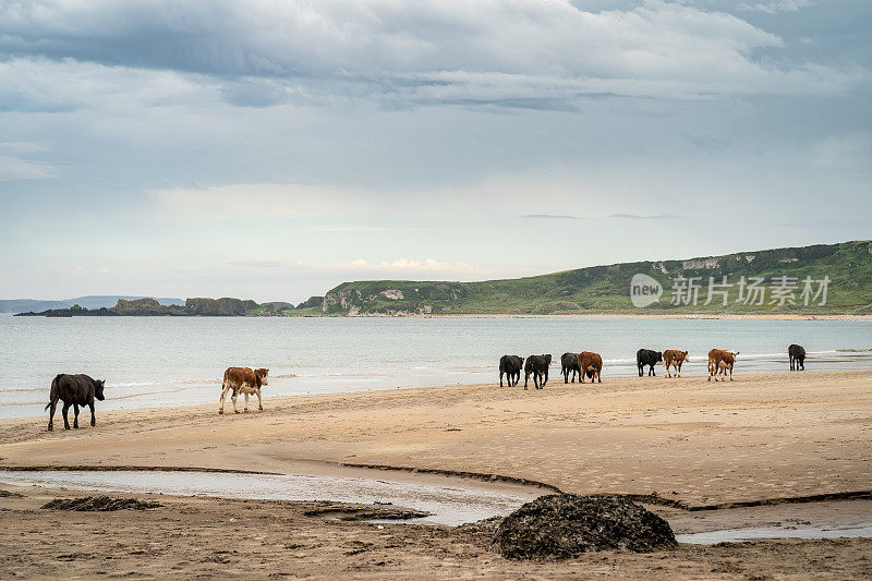 风平浪静的海面上，牛群在沙滩上漫步