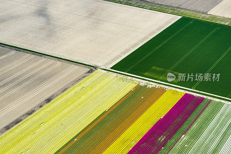 荷兰鸟瞰图中的郁金香花田在春天绽放