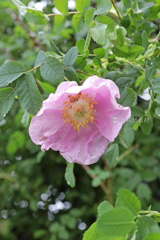 加拿大晨雨后的野玫瑰