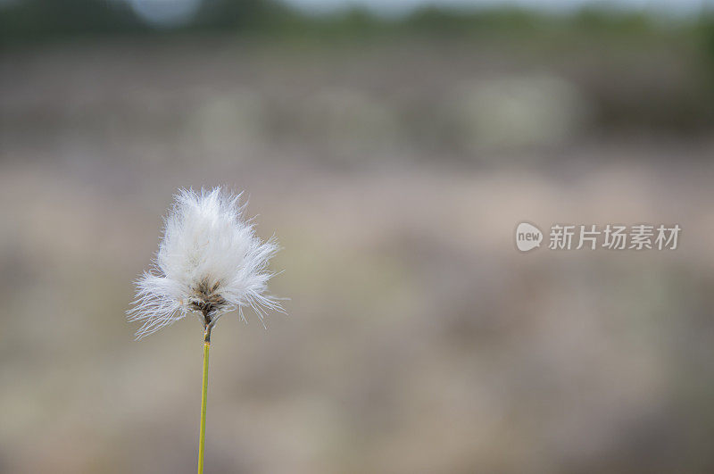 爱尔兰罗斯康芒bogland的沼泽棉花。