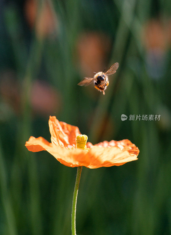 大黄蜂接近橙色的罂粟花