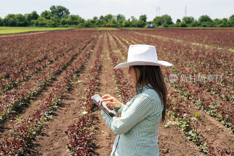 农妇在耕地中检查玫瑰种植园的新幼苗。农业职业。家族企业。