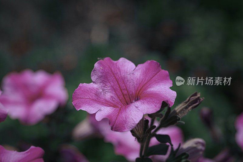 佩妮，苏芬妮，花园里有粉红色的花