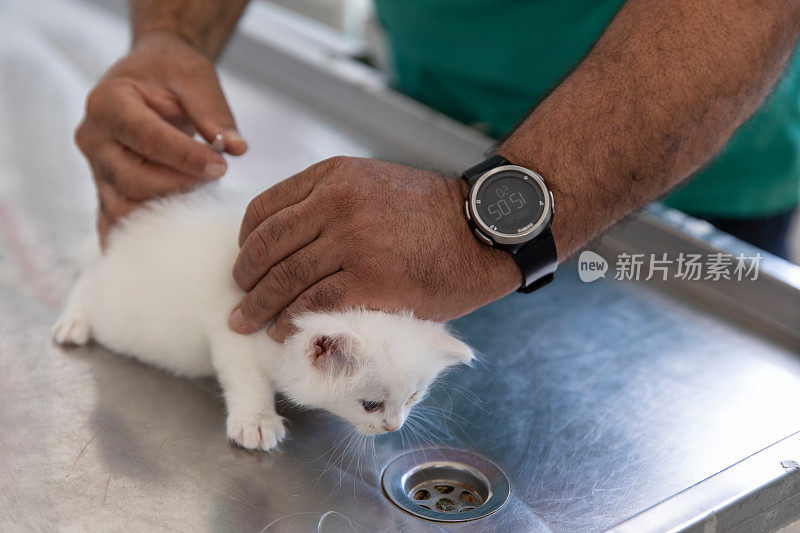 兽医准备给猫接种疫苗