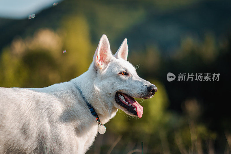 一只白色牧羊犬的肖像