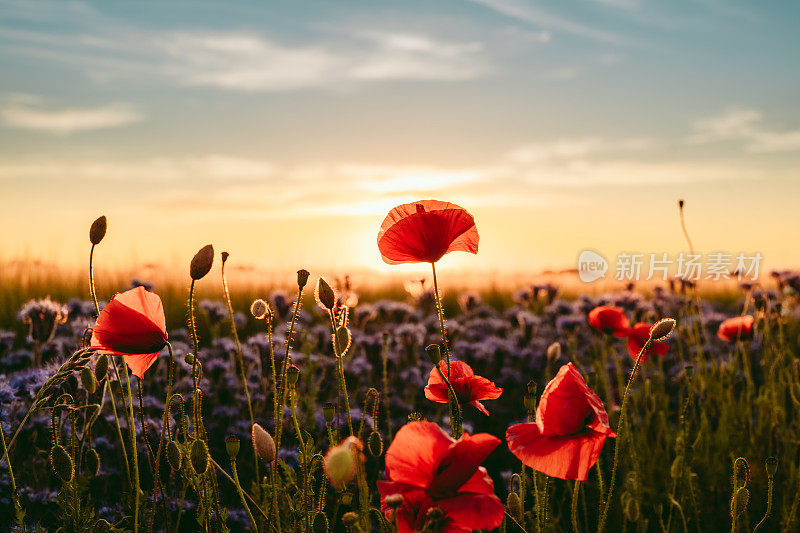 罂粟和农地在美丽的夕阳österlen花盛开