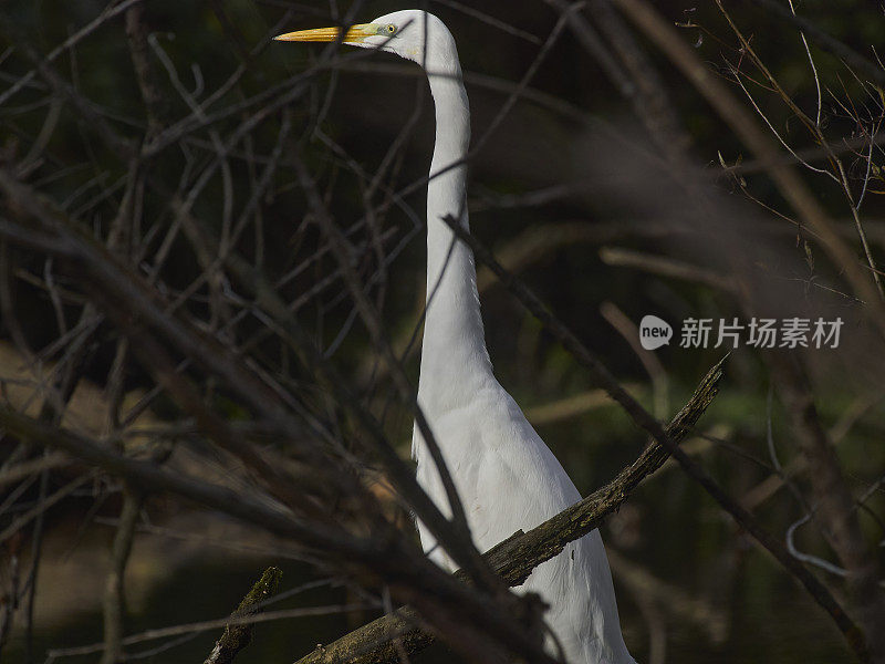 白苍鹭