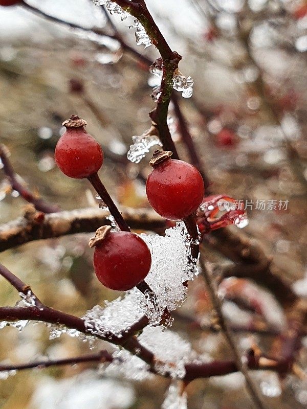 济州岛的第一场雪