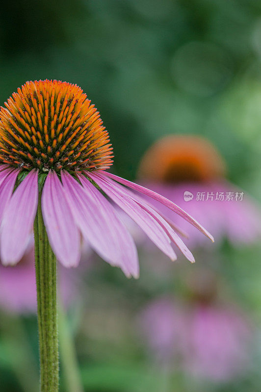 紫花紫锥菊夏季花圃近观