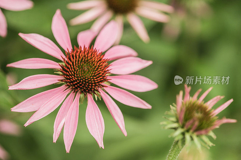 紫花紫锥菊夏季花圃近观