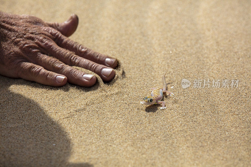 小蜥蜴(壁虎)旁边的人的手，纳米比亚，非洲。