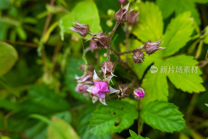 春天开花的野生浆果