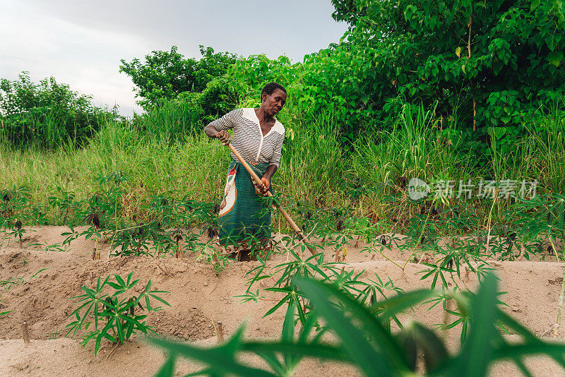 非洲马拉维种植木薯的女性农民