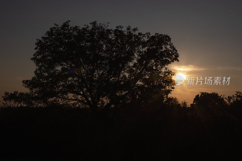 大胡桃树剪影在日落黄昏