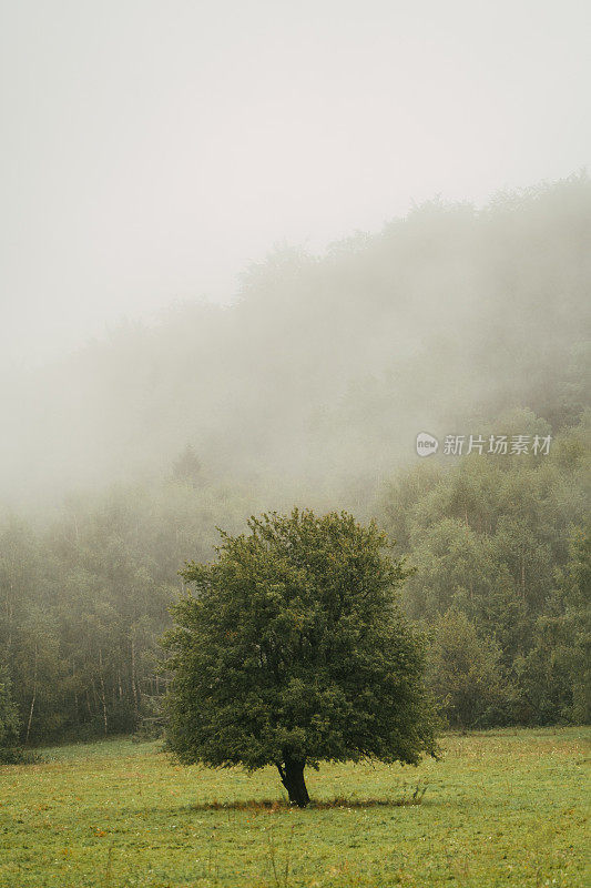 山景被雾所覆盖。一棵树轮廓