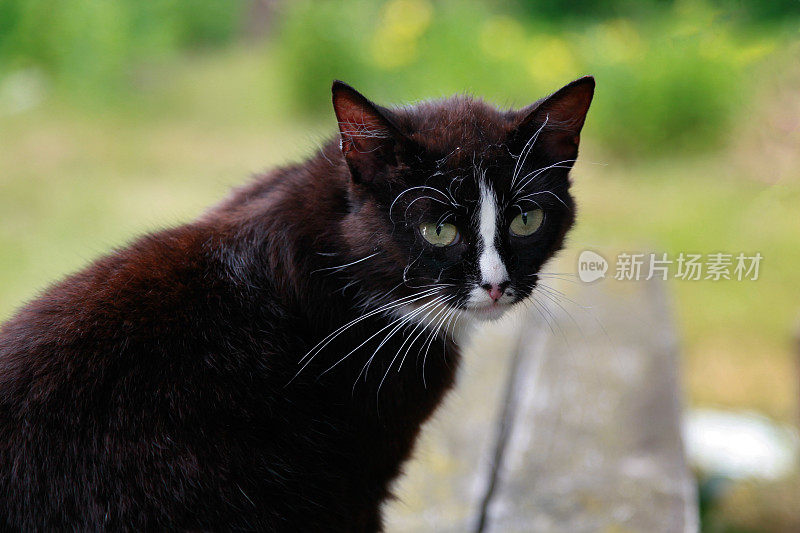 流浪猫坐在长椅上