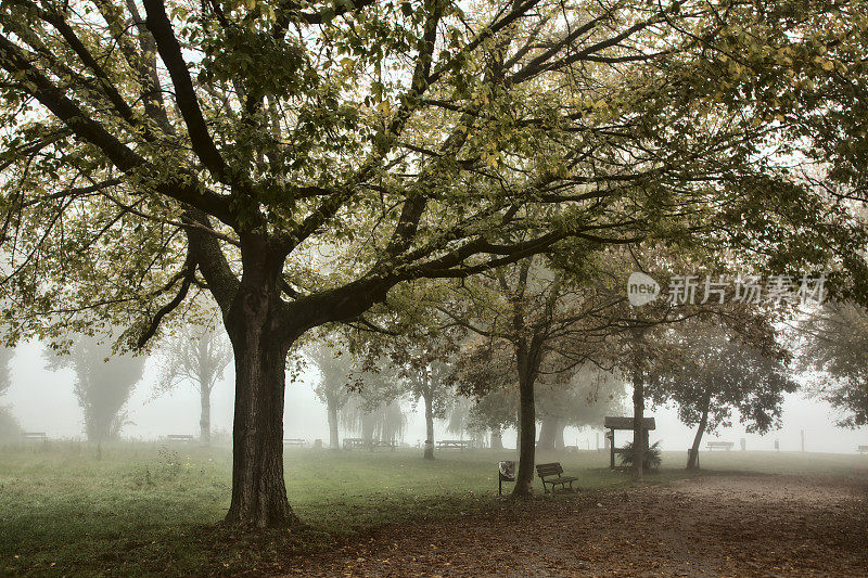 秋日雾天的小树林里的小路
