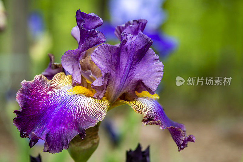 花园里的有髯鸢尾