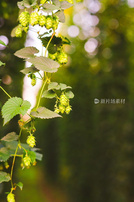 傍晚的灯光洒在绿啤酒花上