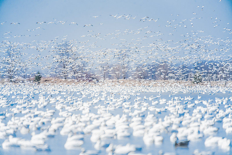 雪雁