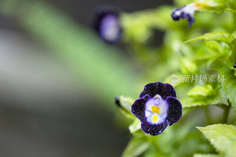 粉红色或紫色的牛油果花带水滴在家里