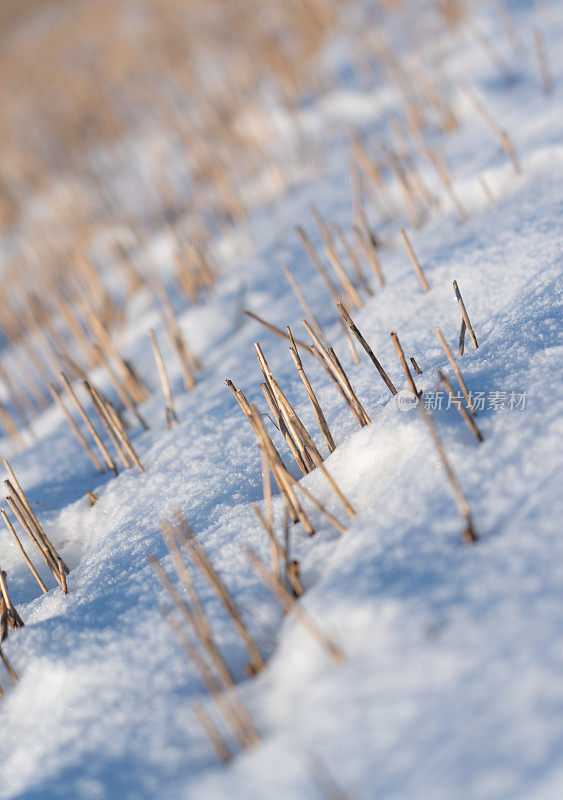 麦茬地上的雪