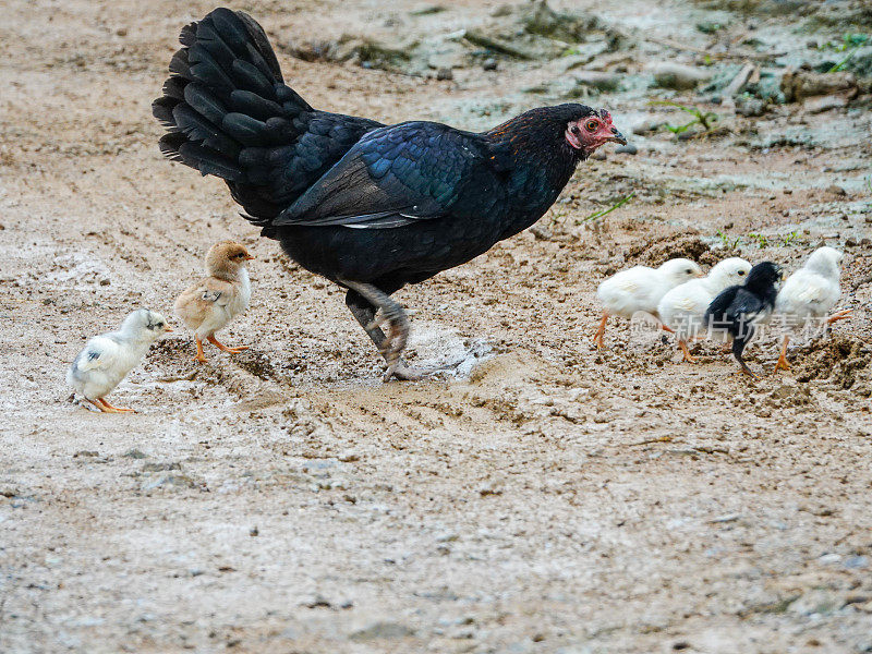 母鸡和小鸡在泥泞的路上。