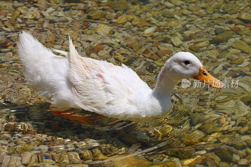 埃吉尔迪尔湖畔的五彩小石头和一只漂浮在湖面上的白鹅