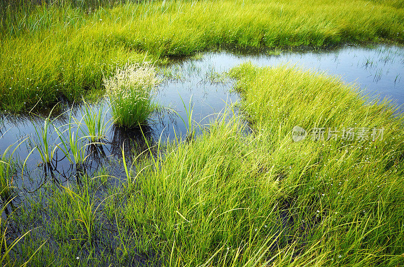 碧绿多汁的水草和小蓝的湖水，映照出湛蓝的天空