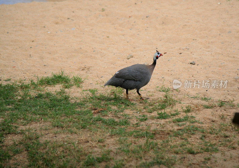 珍珠鸡，肉鸡